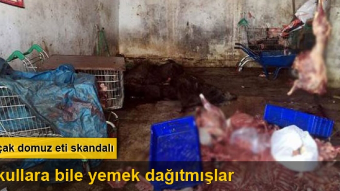 Aydın'da kaçak domuz eti skandalı 
