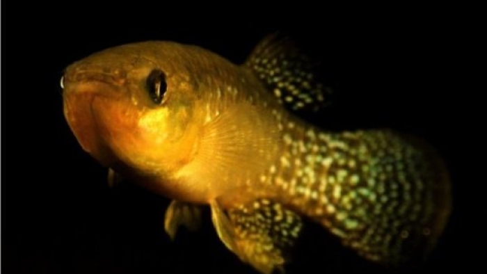 Gelgit karşısında: Bir balık, ölümcül kirlilik seviyelerine hızla adapte olur