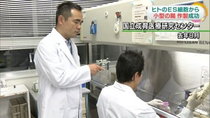 Japon araştırmacılar kök hücrelerinden ince bağırsak yapmayı başardı