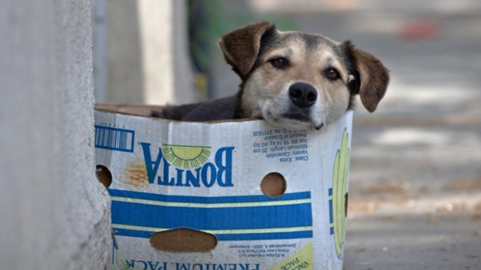 Volos Belediyesi, Hayvanları Mikroçip Toplama Kampanyasını Başlattı