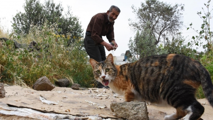 30 yıl Bodrum'da kedilerini besliyor