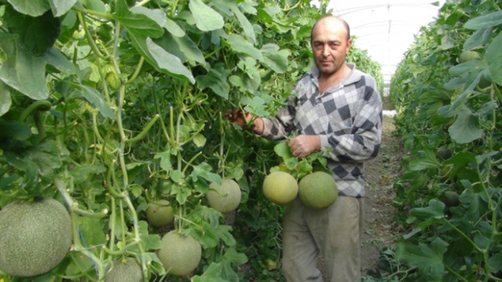 Silifke'de ilk kavun hasadı yapıldı