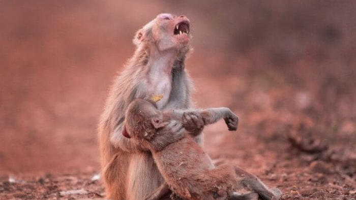 Anne maymunu, oğlunun ölmesinden sonra ağlar gibi gözüküyor
