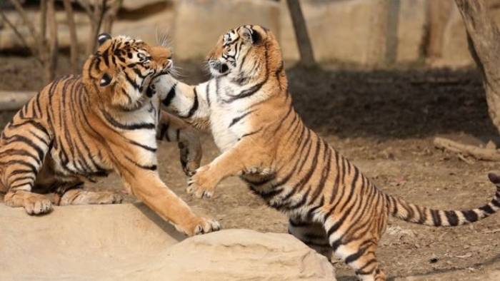 Çin hayvanat bahçesinde kaplanlara canlı eşek atıldı