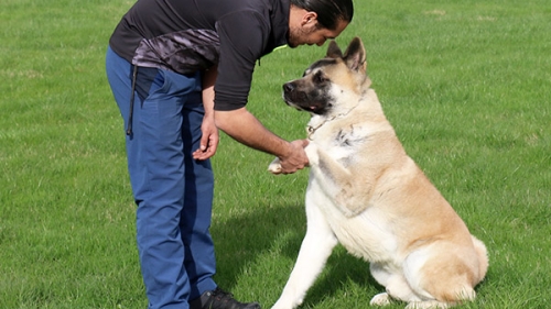 Köpeklere Hangi Eğitimler Verilebilir?