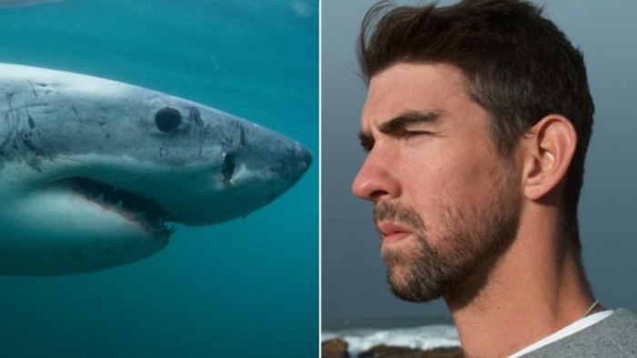 Michael Phelps Büyük Beyaz köpekbalığına 'yarış' kaybetti