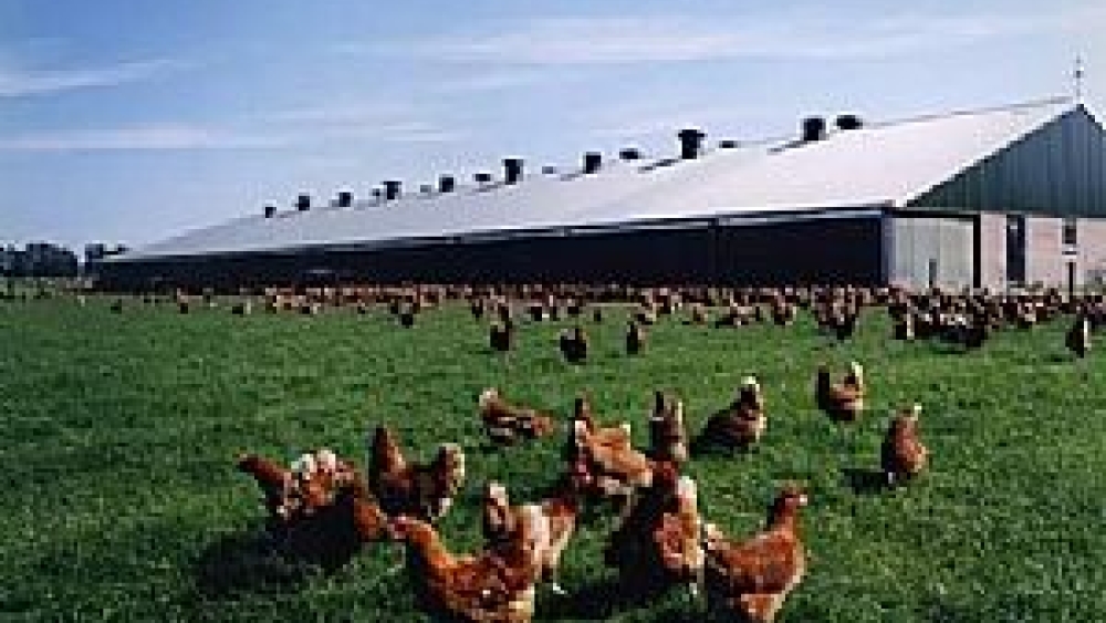 Yarka Tavuk Sağlıklı Ve Hijyenik Koşullarda Tavuk Yetiştiriciliği